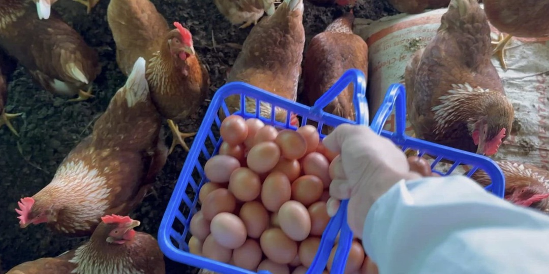 Прочитал про белорусский способ кормления кур зимой. Попробовал - теперь яиц больше, чем было летом.