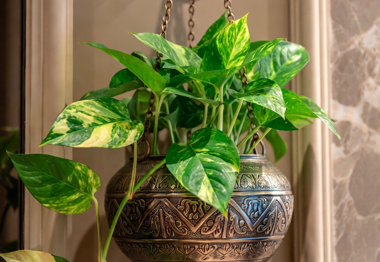 Эпипремнум: комнатное растение, которое умеет быть больше, чем просто лианой