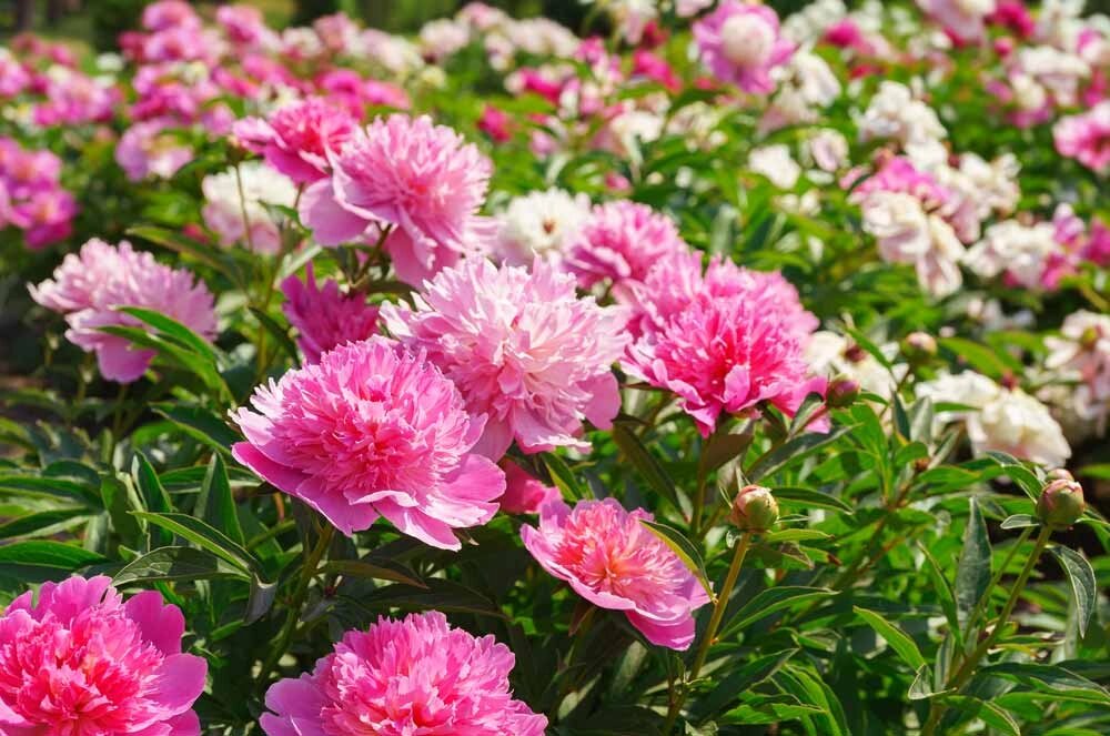    Фото: istockphoto.com