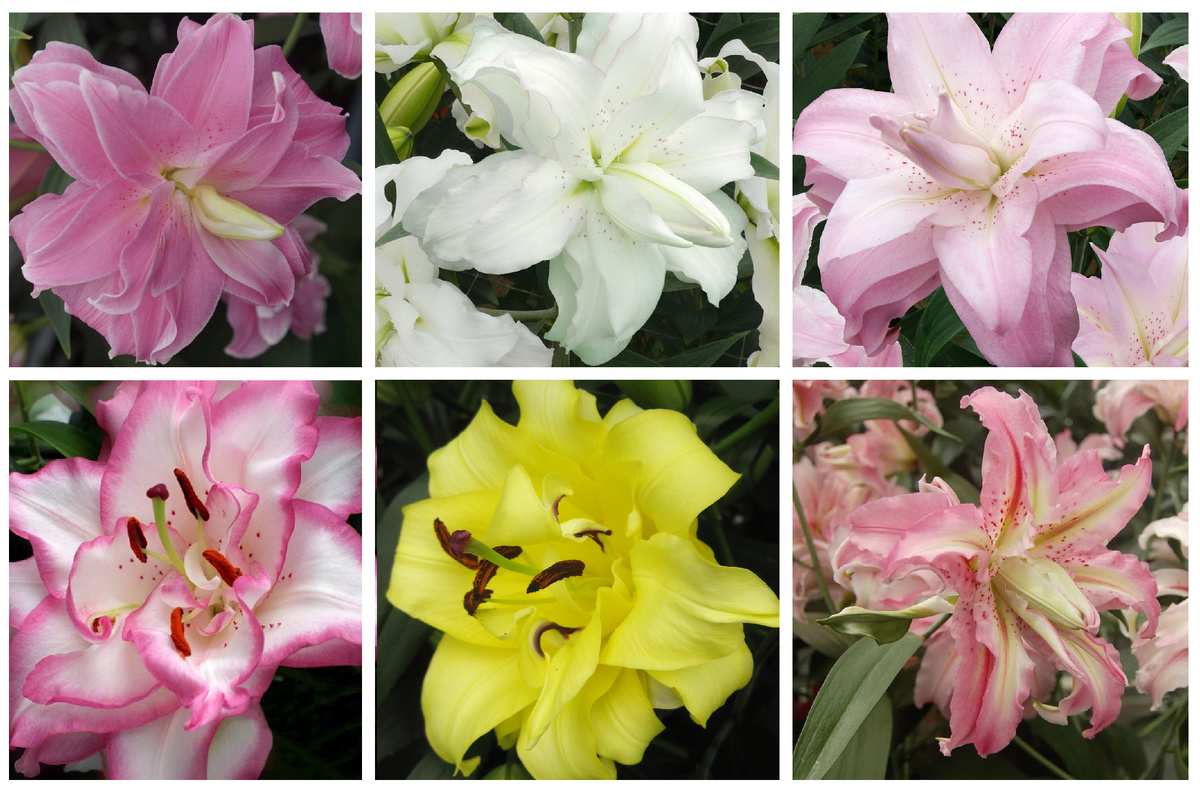 Лилии Восточные