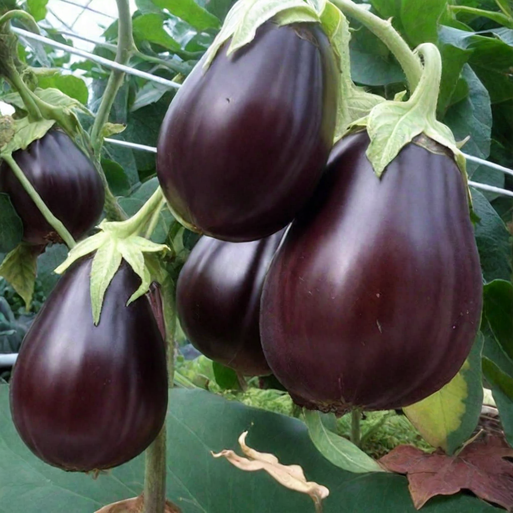 Фотография из интернета