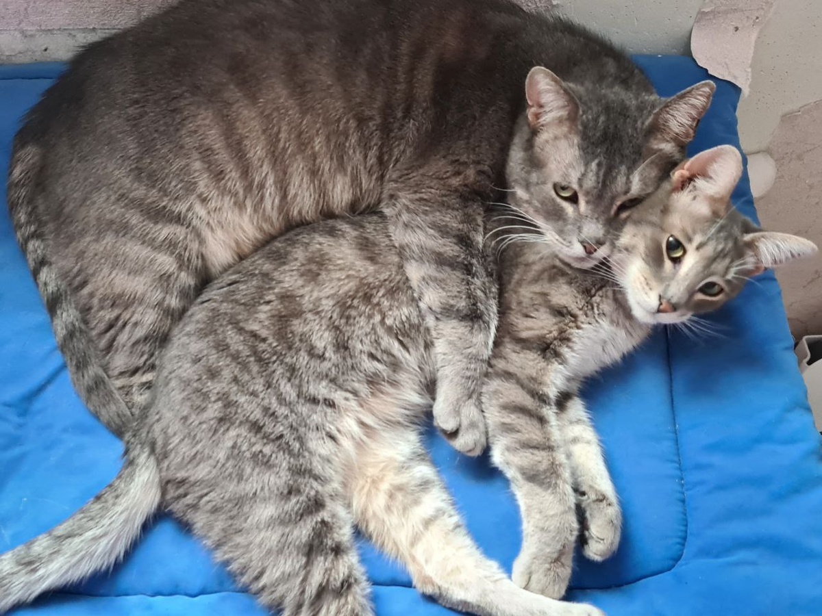 Папа и его сын Светик