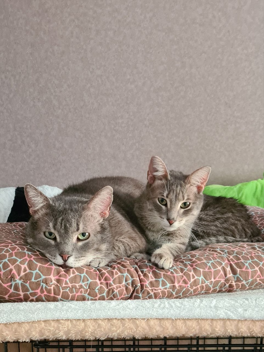 Папа и Светик. Зацените разницу ВСЕГО