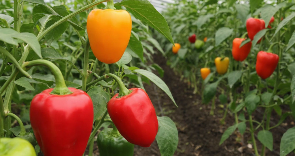 11 урожайных сортов перца для теплицы в 2026 году: подробный гид по выбору и выращиванию
