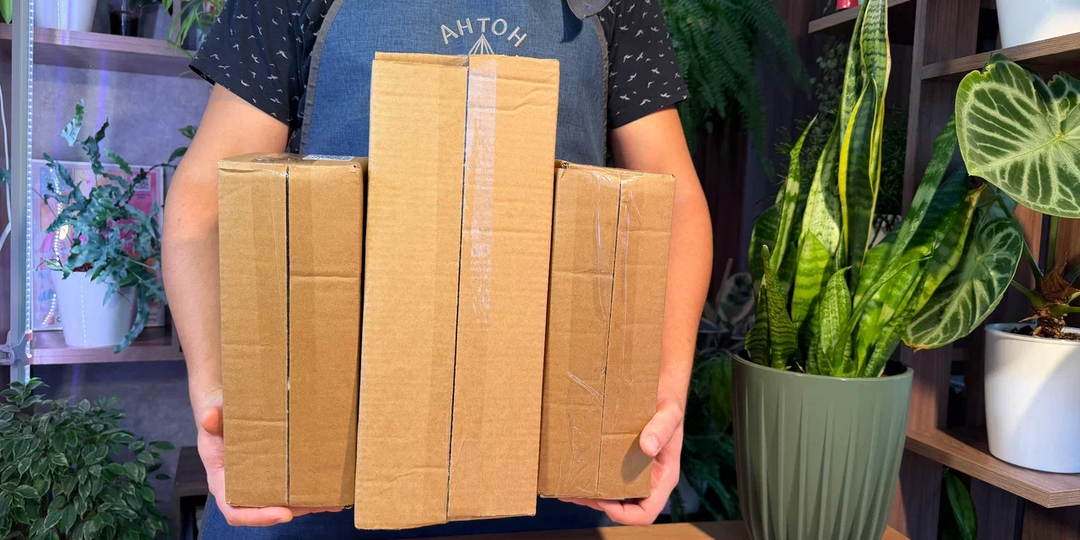 Заказал 5 растений с Wildberries: ожидали всякое, но к тому, что пришло, готовы не были