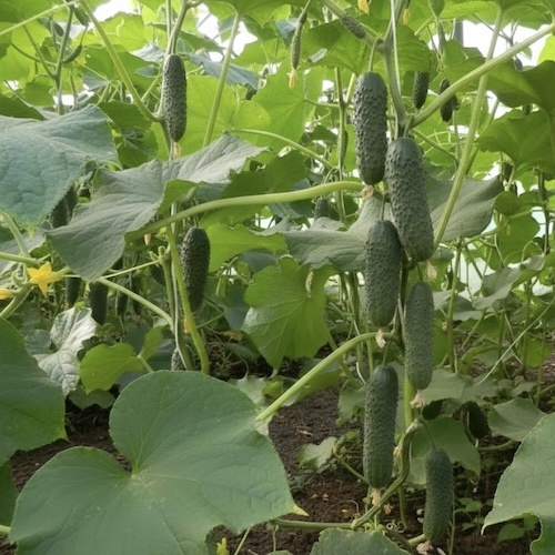 Бьерн F1 - очень ранний с концентрированной отдачей урожая. 