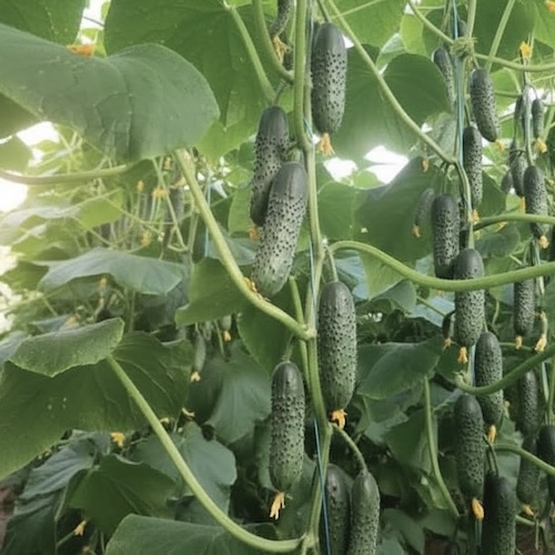 Северин F1 - гибрид с очень мощной корневой системой и исключительной стрессоустойчивостью. 