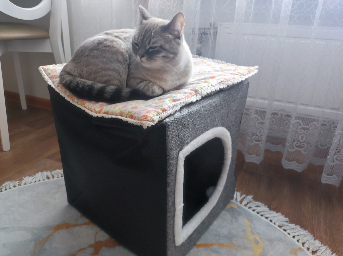 Почему любит спать на перевернутом домике ?😂