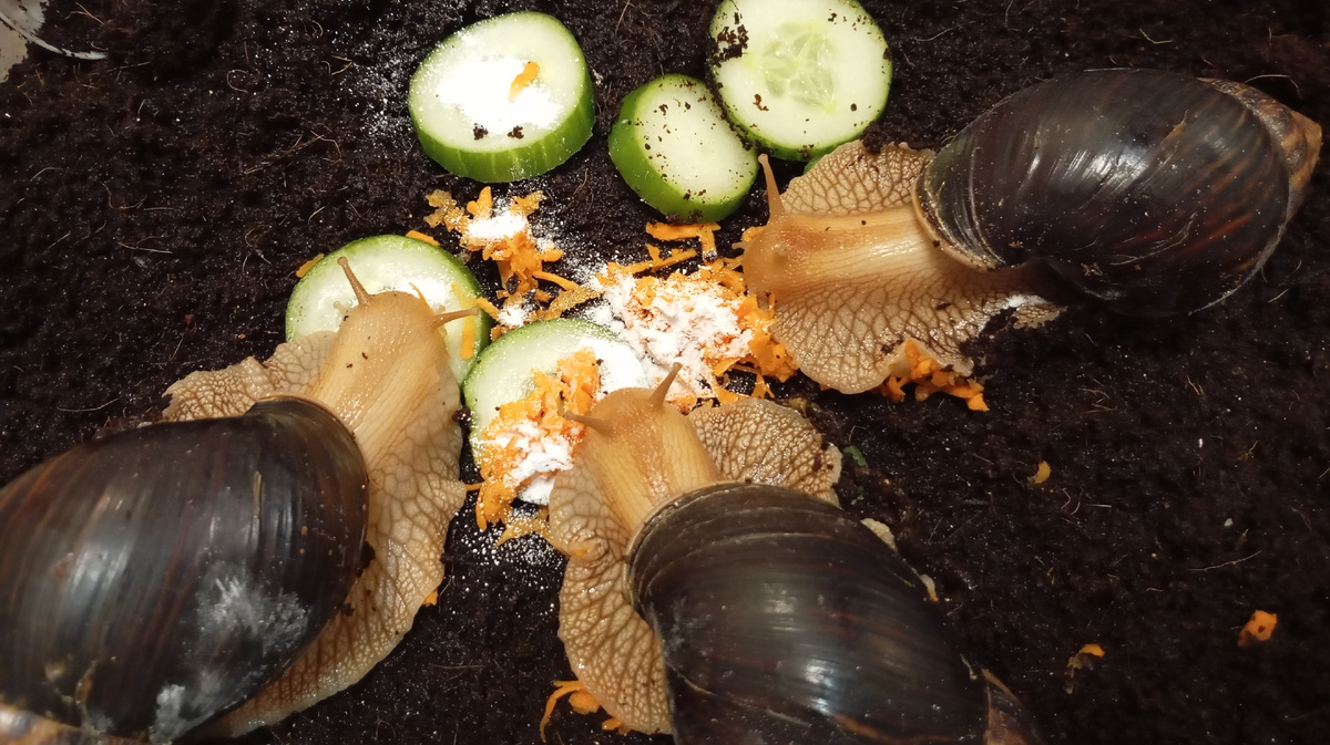 Ужин у улиток.