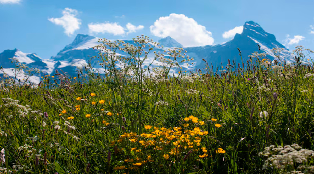 Природа Алтая