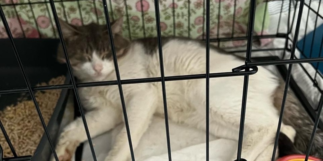 🆘СРОЧНО НУЖНА ПОМОЩЬ НА ЛЕЧЕНИЕ СЕРОГО КОТИКА🙏🆘