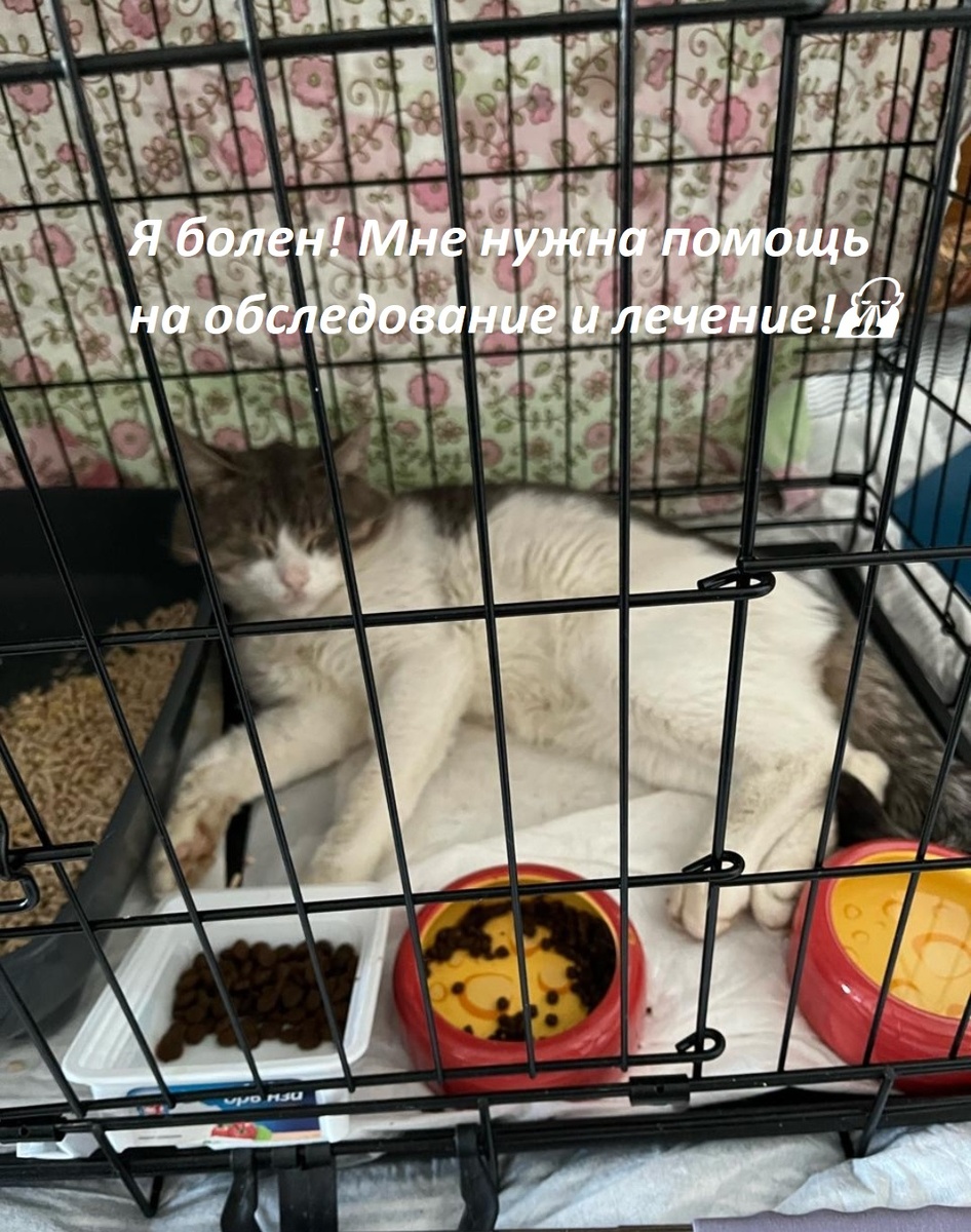 Серенькмй на передержке 