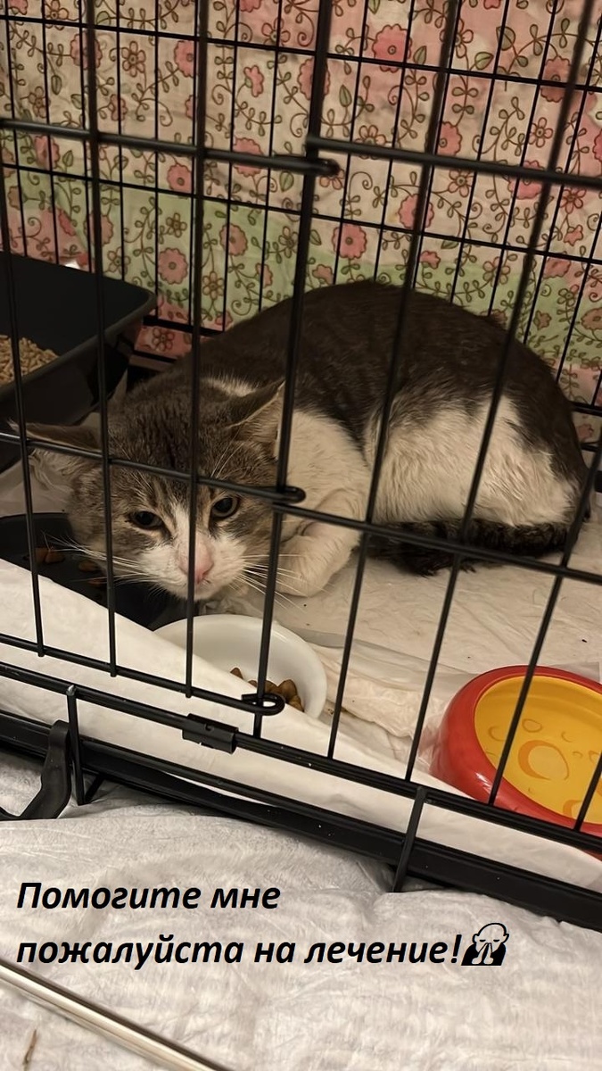 Серый проходит стандартное лечение после улицы 