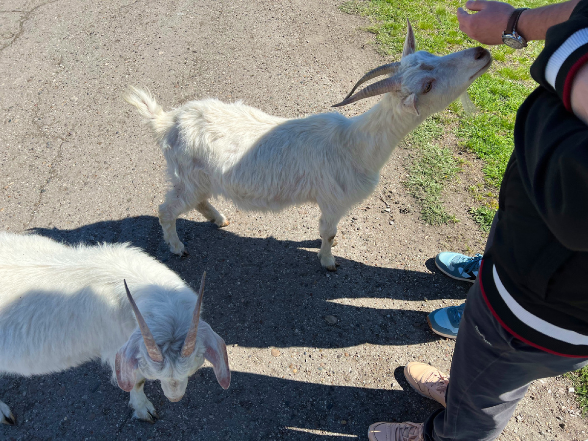 Обнаружила, что люблю фоткать козочек) 