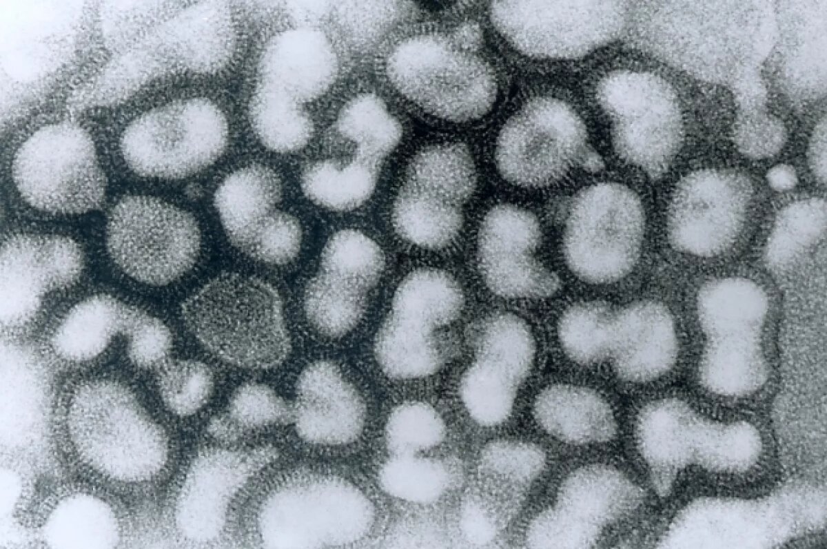    В Корее сообщили о новом случае птичьего гриппа, всего заболели 37 человек