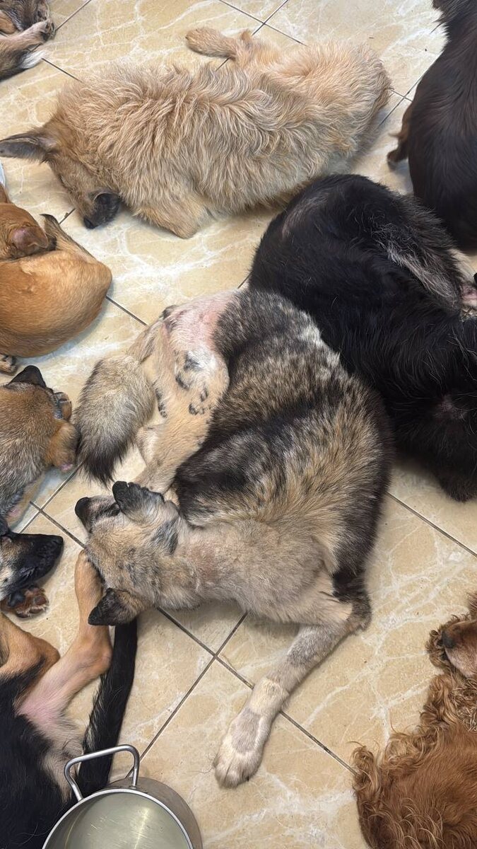 Серенький спит