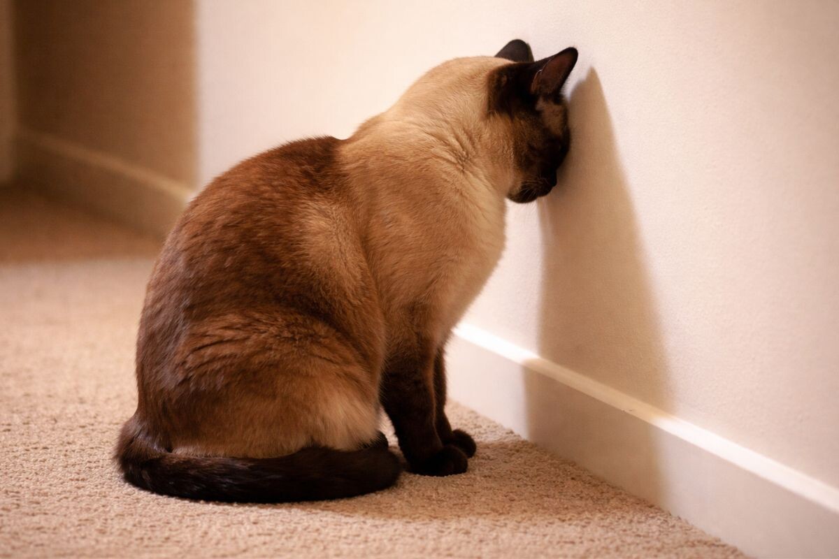 Кошка упирается головой в стену