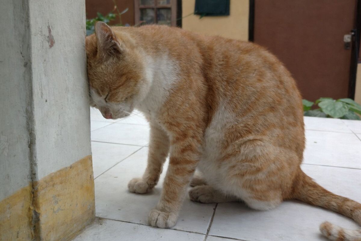 Кот упирается в стену