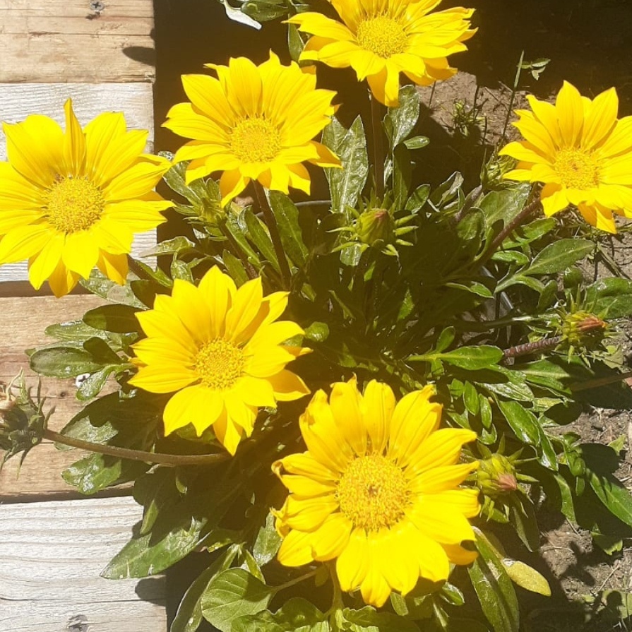 ФОТОГРАФИЯ ЧИТАТЕЛЬНИЦЫ