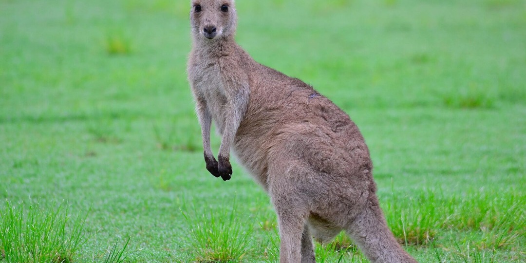 «Тайны прыгающих гигантов: удивительный мир Кенгуру»