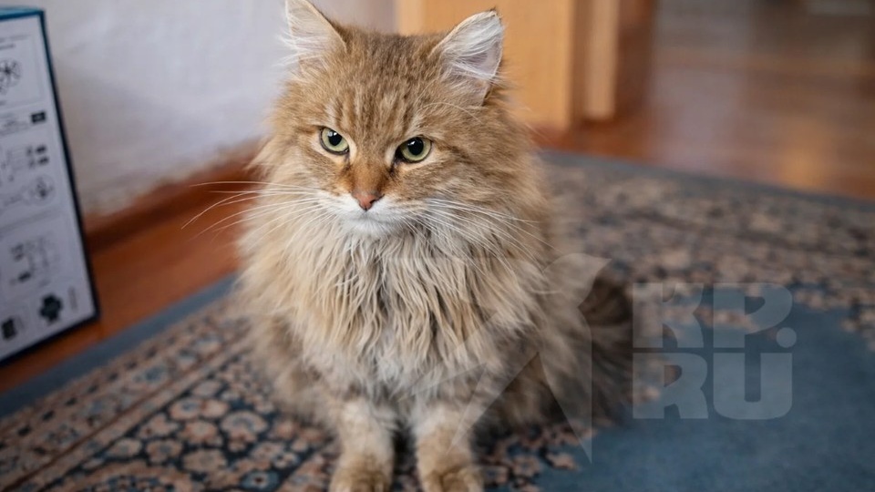 «Просился домой - не пустили даже погреться!»: котик, которого выгнали на улицу после смерти хозяйки, ждал у порога четыре месяца