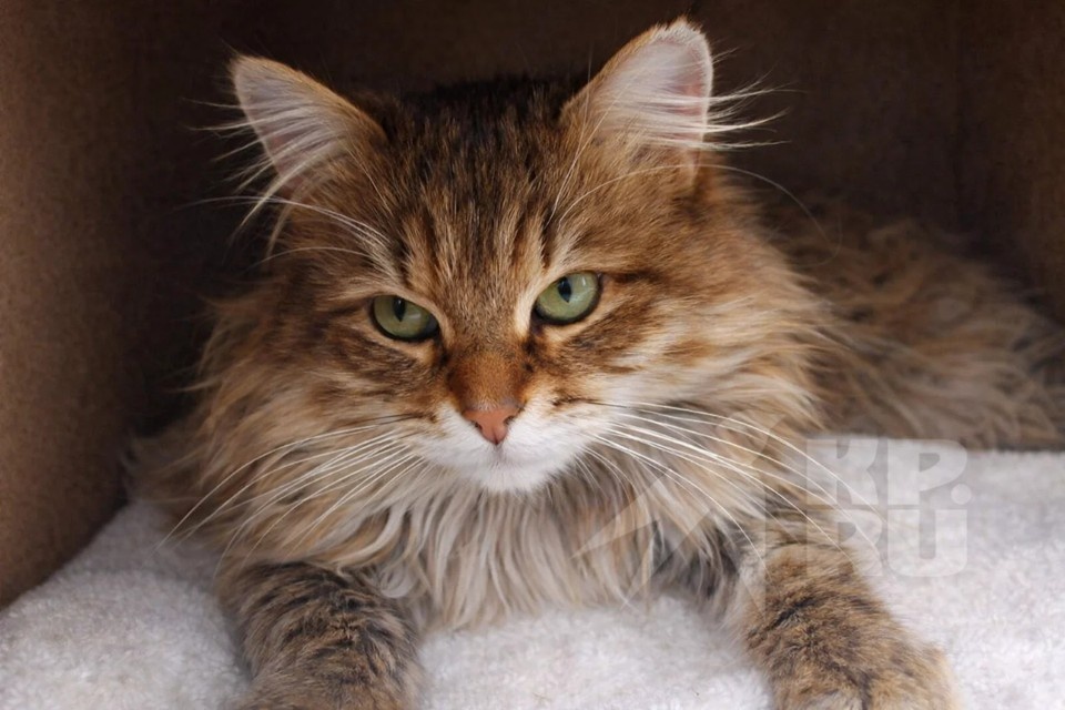    Даже в морозы котика ни разу не пустили домой погреться. Фото: приют "Золотое сердце".