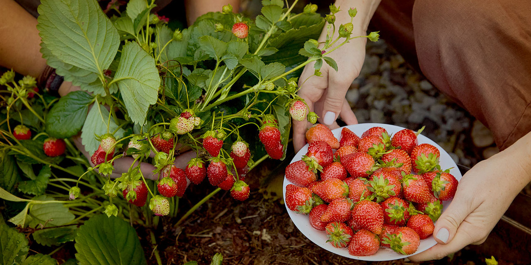 Ягодный участок мечты: как собрать его шаг за шагом