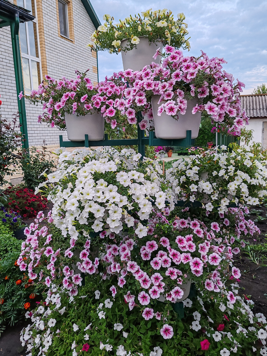 Для "дерева" из петуний было выращено 11 растений серии «Опера Суприм». У его подножия высажены 4 растения серии «Тайдал Вейв».