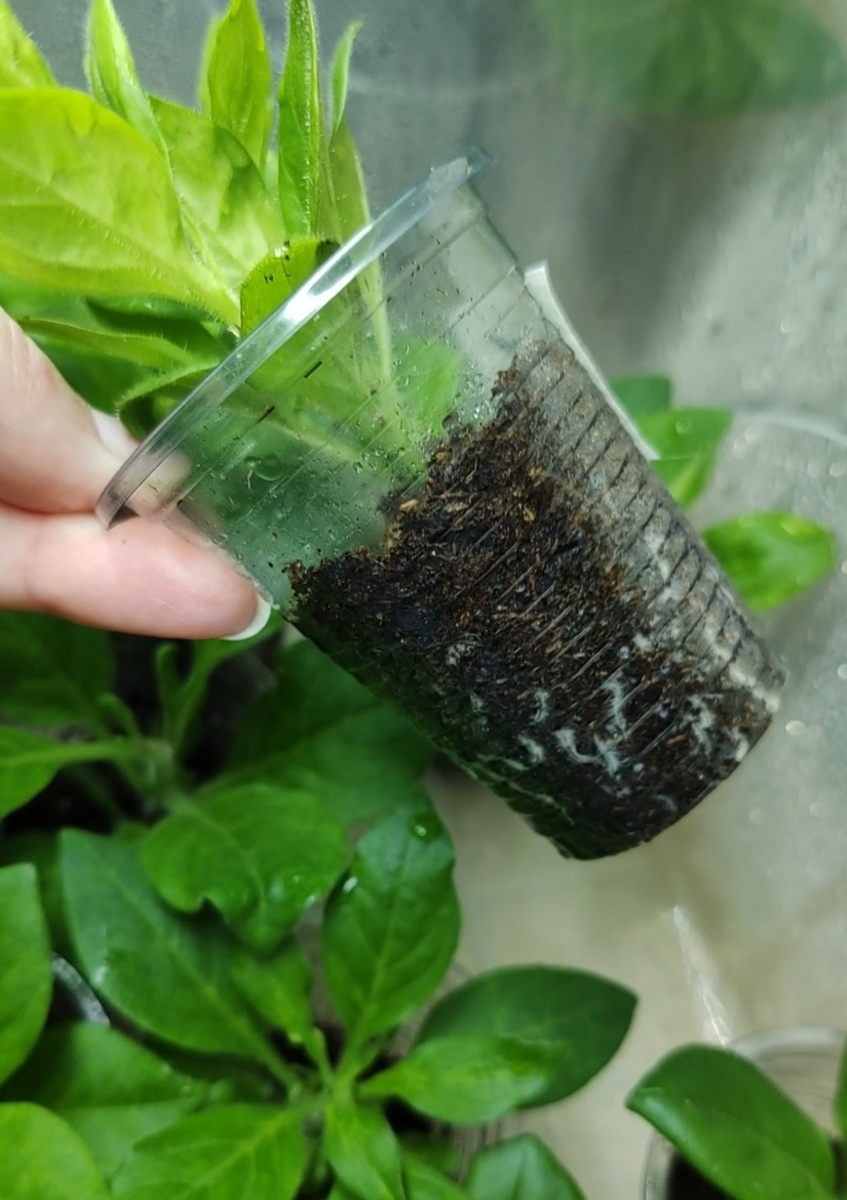 Размножение петунии черенкованием