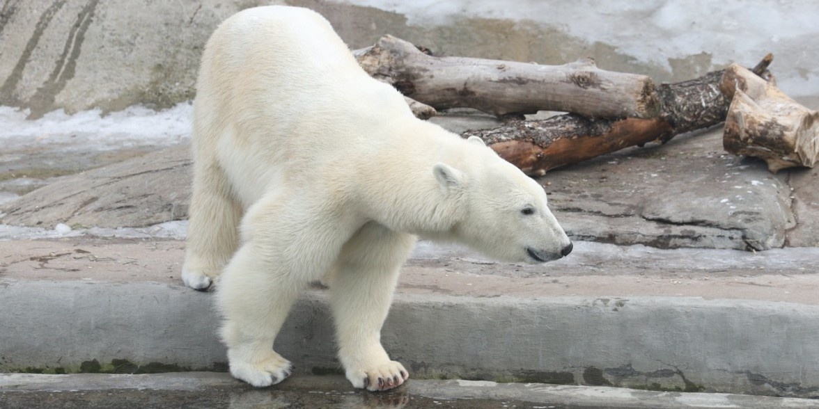 Викторина «Московский зоопарк онлайн: белые медведи» – проект Активный гражданин. Фото взято: https://ag.mos.ru