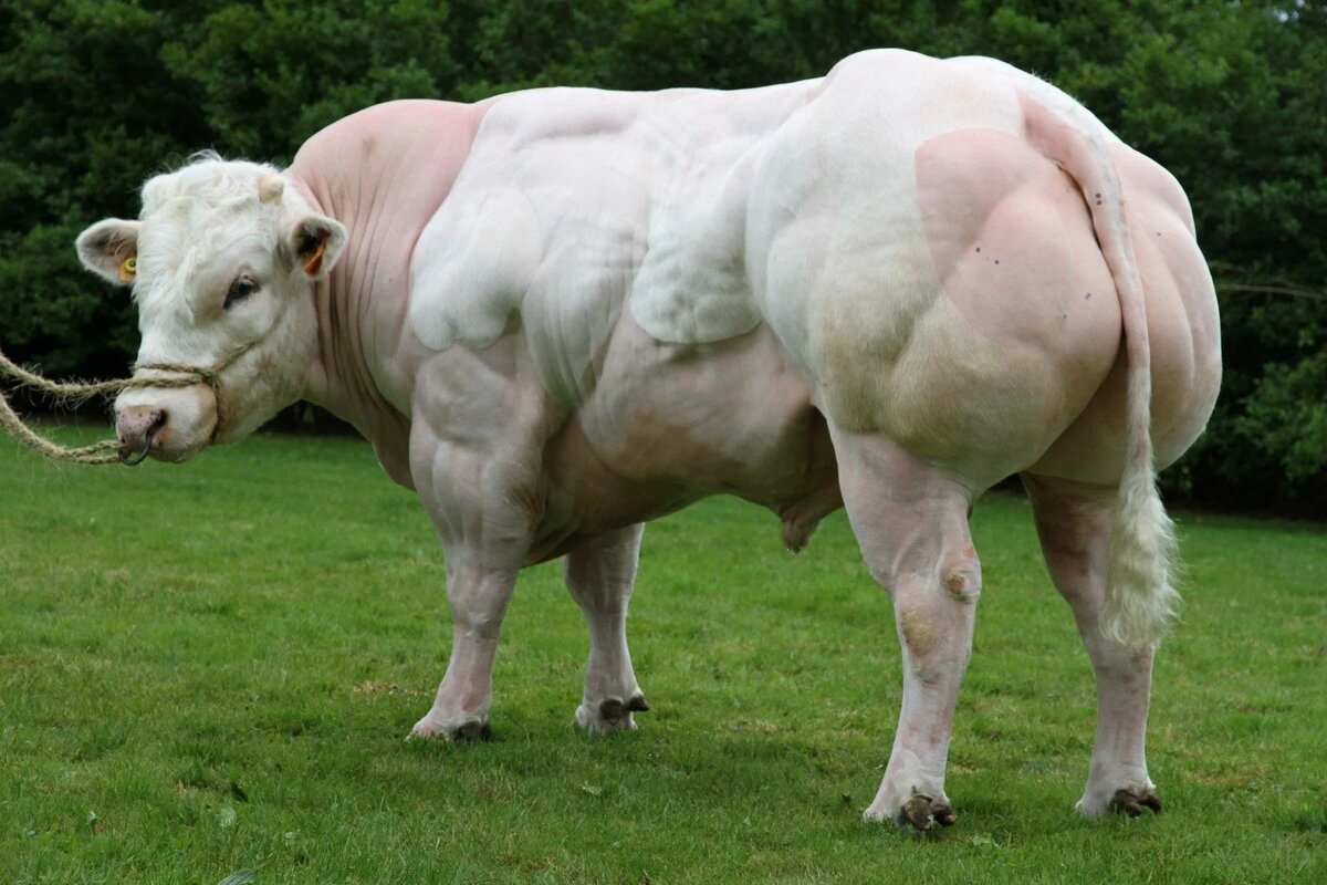Бельгийский белоголовый бык