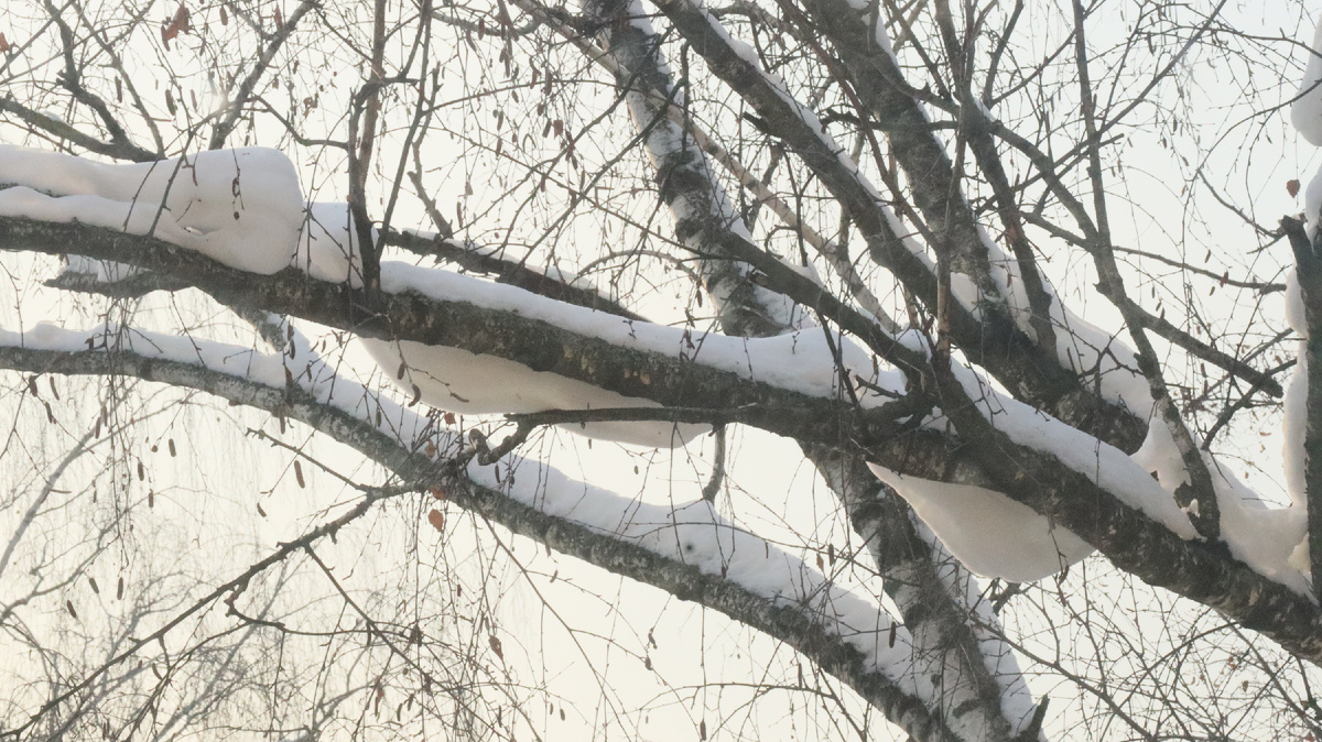 Это берёза за окном