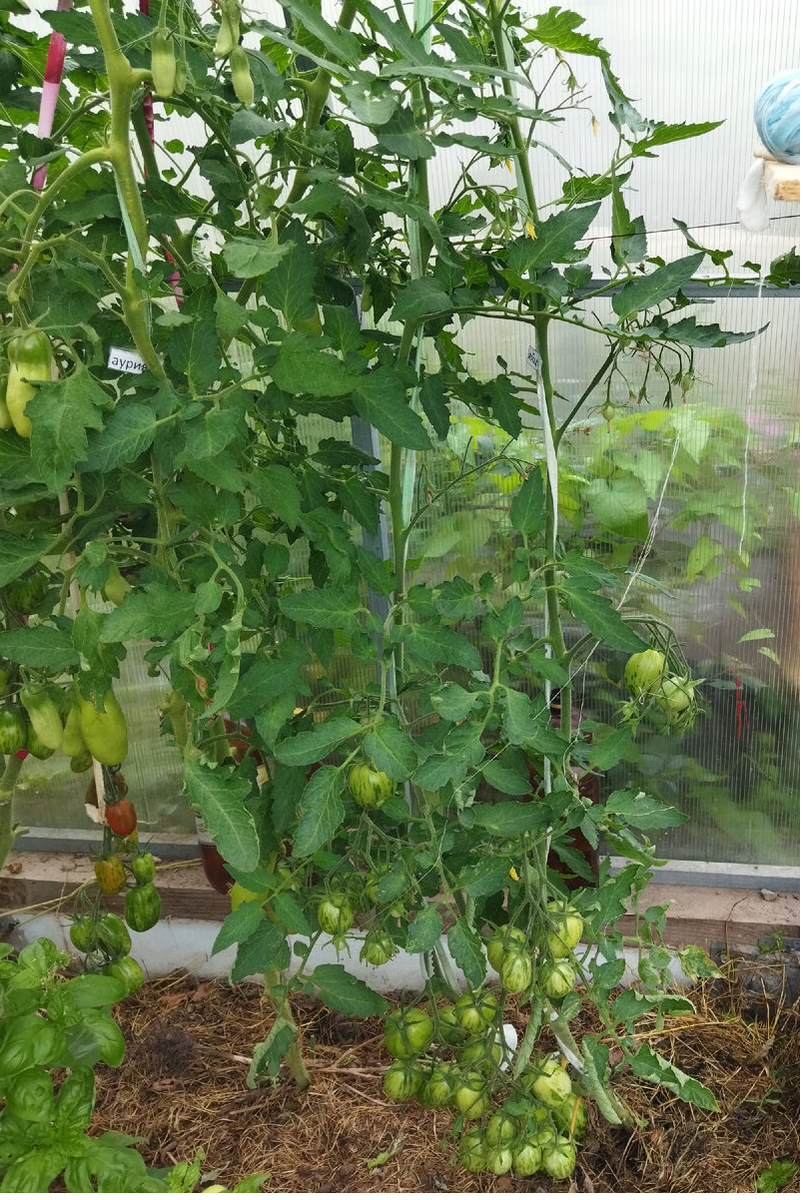 Пасхальное яйцо, теплица, верхушка рассады