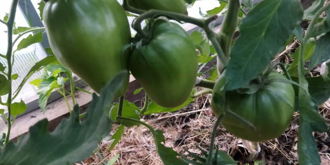 "Китайский" способ выращивания рассады томатов. Мне — нравится!