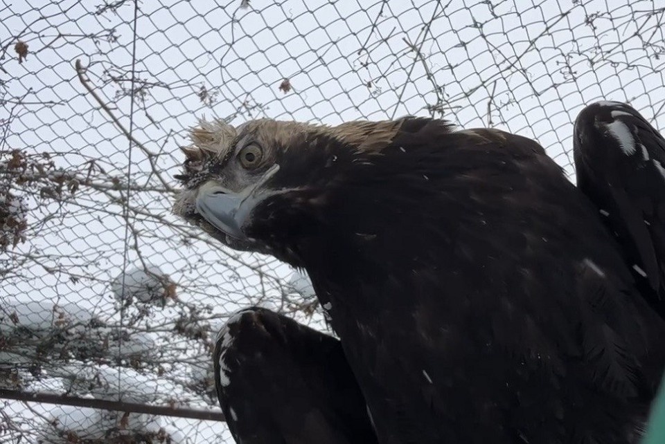    Фото: Telegram / Челябинский зоопарк