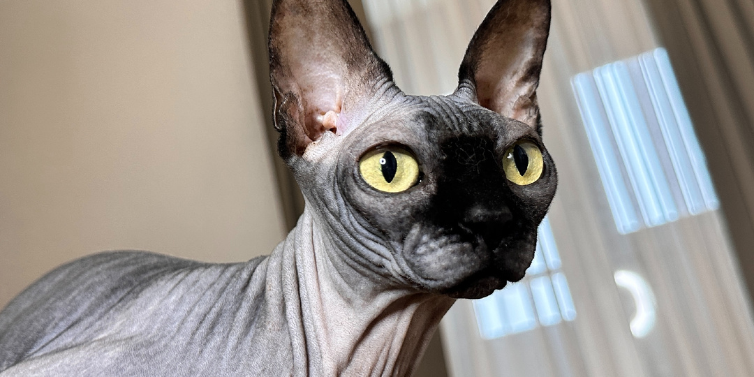 Сфинкс после 7 лет: не старость, а новая глава. Гайд по осознанному старению