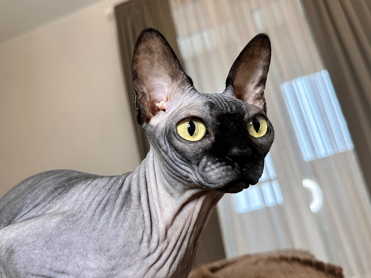 Пока активность Коти высокая, но ей только исполнилось 7 лет