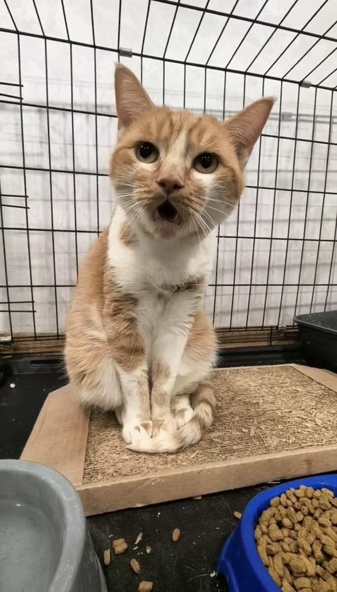 И взгляд. Хрип от мурчания отличили не сразу( Фото из архива автора