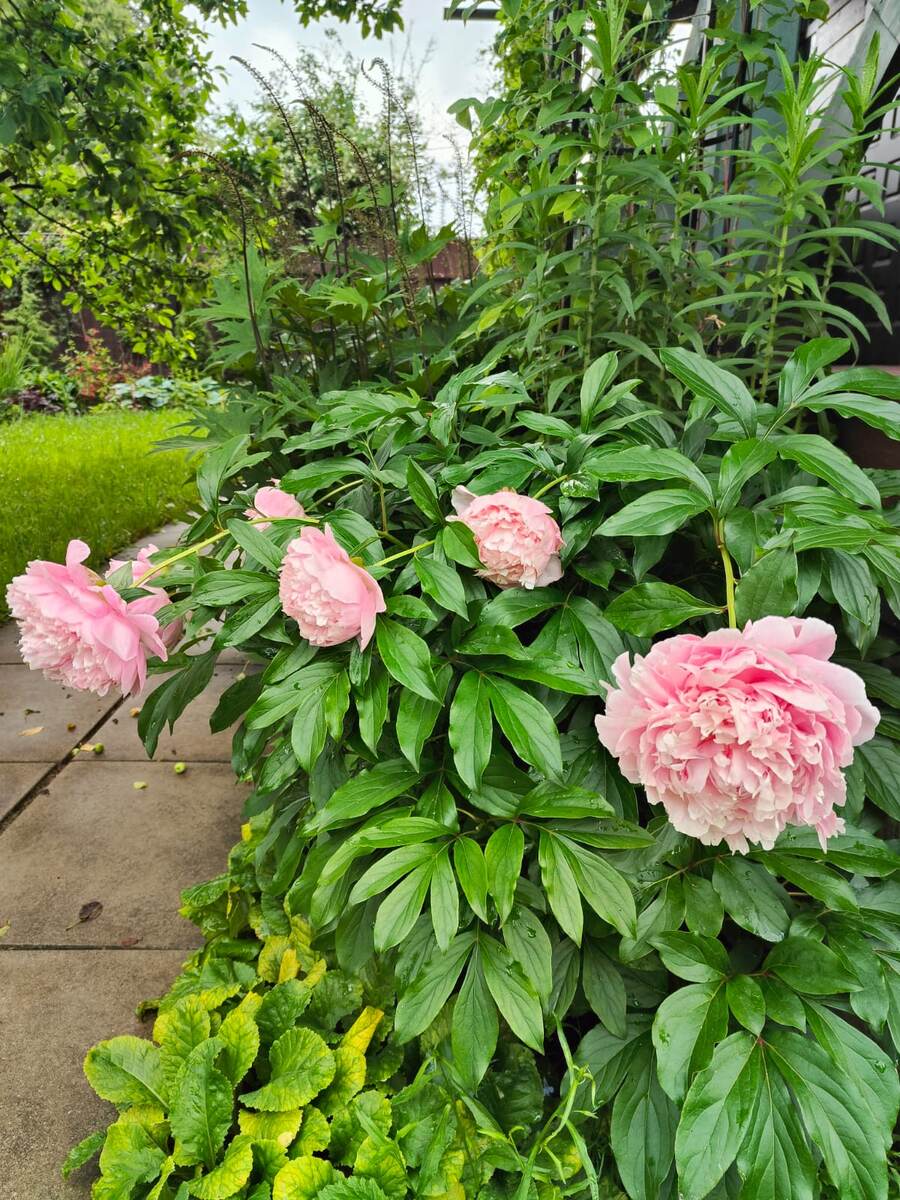 Тяжёлые цветки наклонились после дождей.