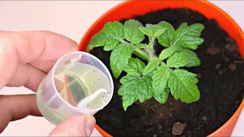 Секрет «жирного» стебля: как заставить рассаду расти как на дрожжах без капли химии?