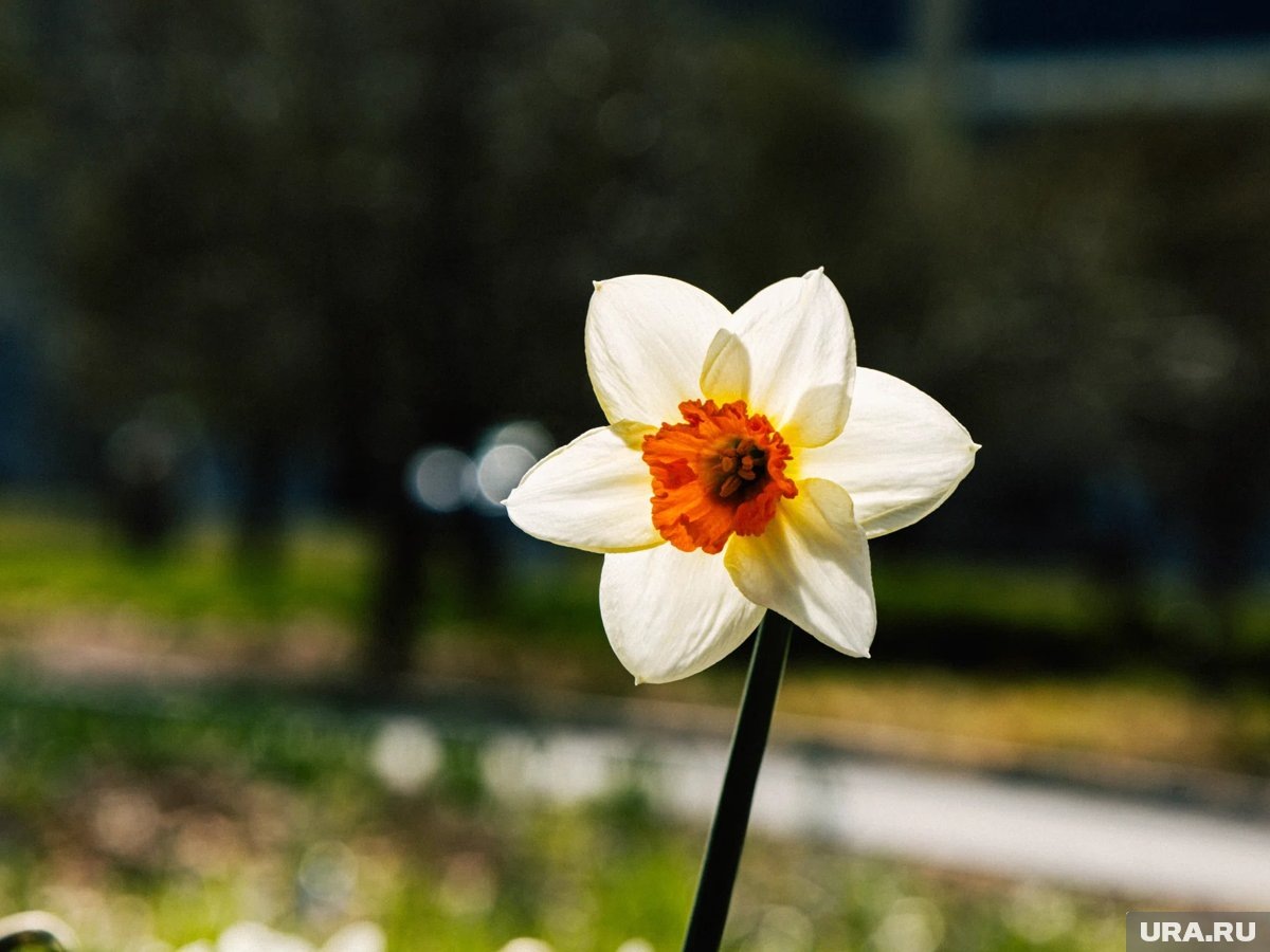     Климатическая весна в столице начнет проявляться уже в феврале, а не в марте, заявил климатолог