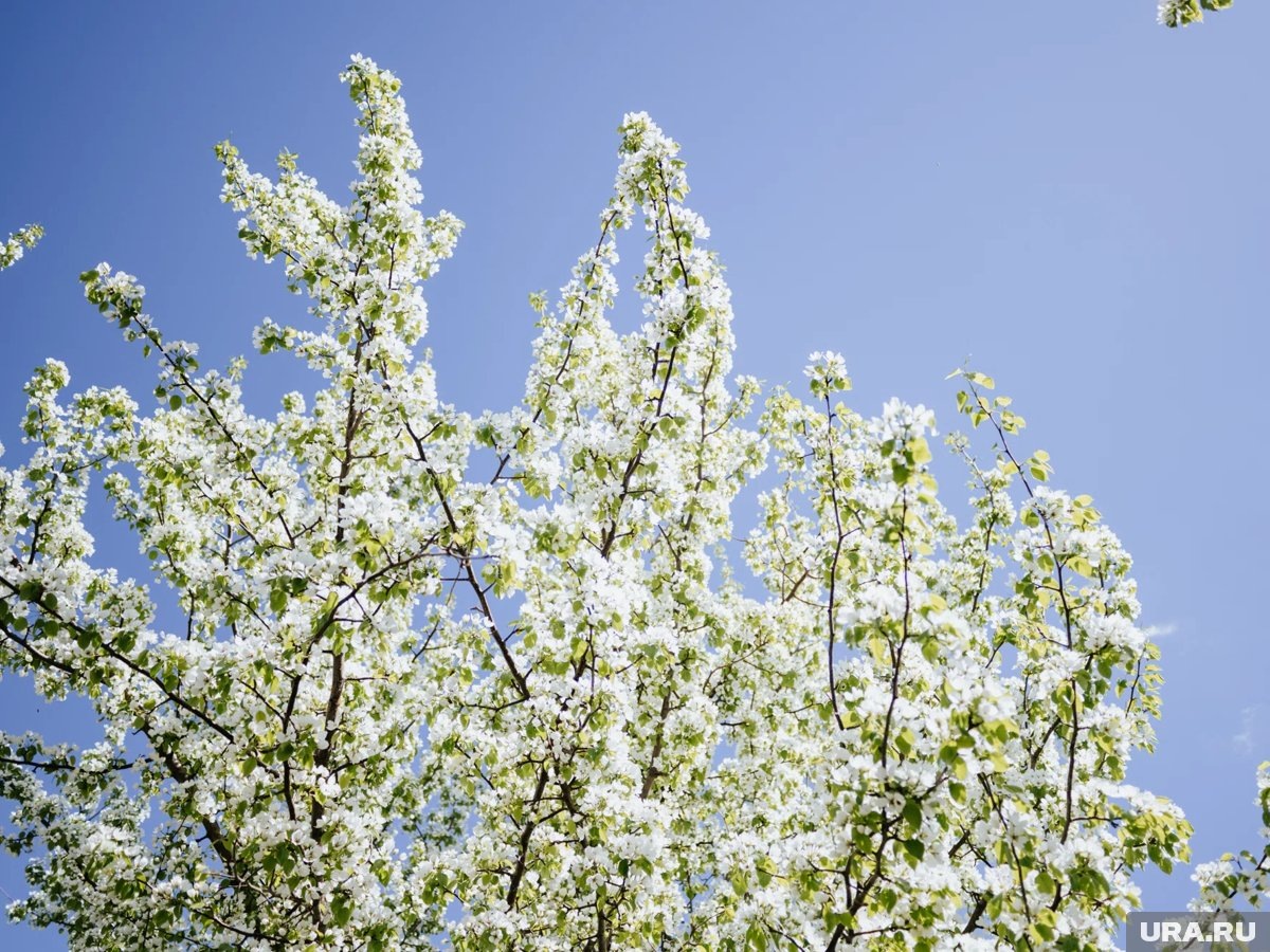    Весна ожидается теплой