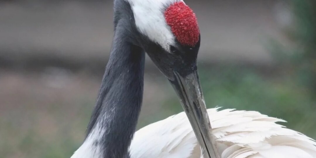 Японские журавли Акико и Татеяма начали брачные танцы в зоопарке