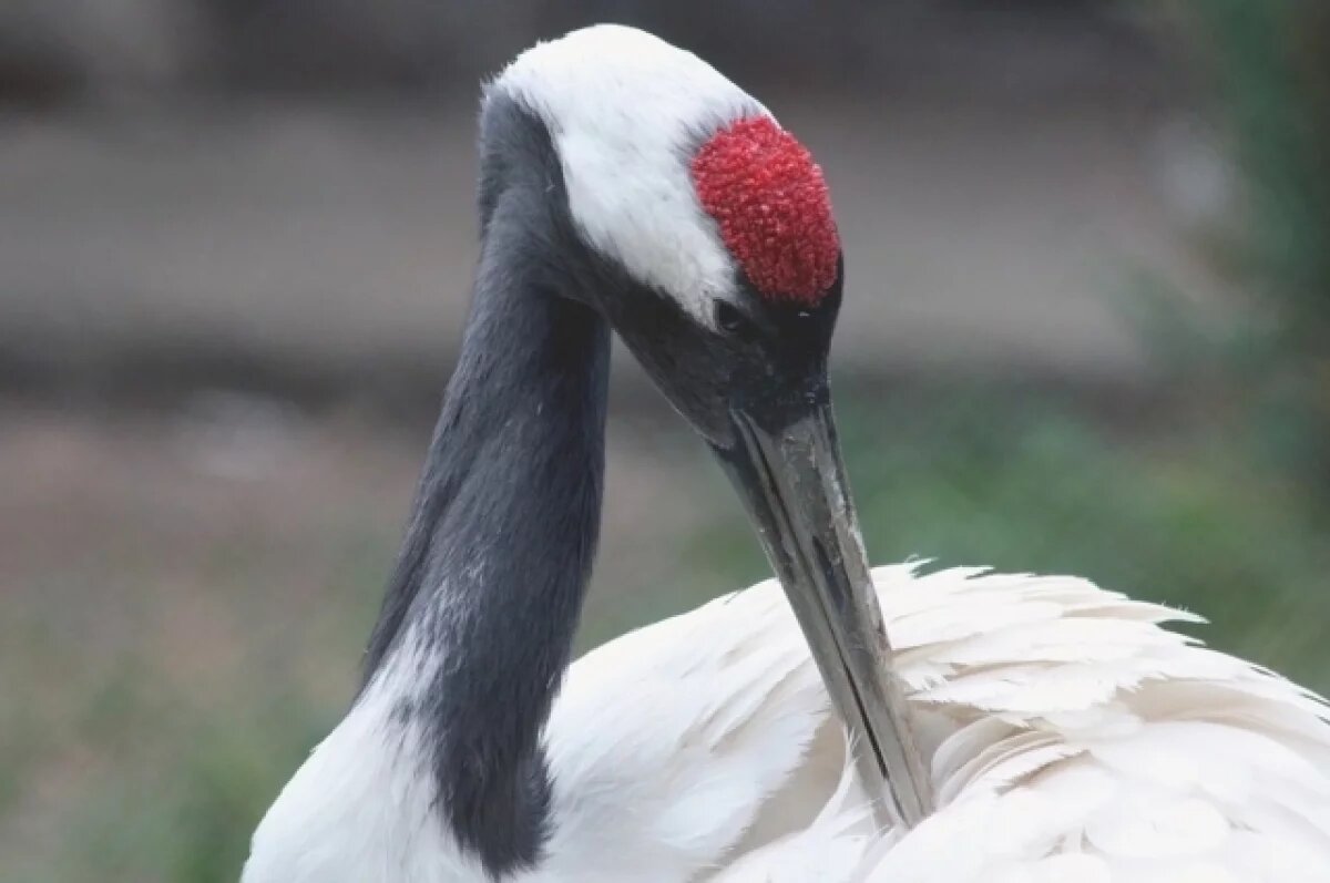    Японские журавли Акико и Татеяма начали брачные танцы в зоопарке