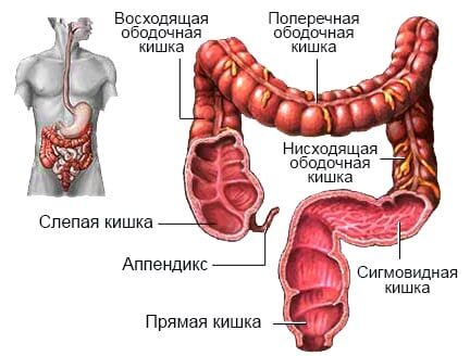 Кишечник человека состоит из двух основных отделов, общая длина которых у живого взрослого человека составляет примерно 4 метра, а после смерти (из-за расслабления мышц) может достигать 7–8 метров. Тонкая кишка: Имеет длину около 3–3,5 метров и диаметр от 2 до 4 см. Толстая кишка: Имеет длину около 1,5 метров и средний диаметр около 6 см. Фото: Pinterest.com