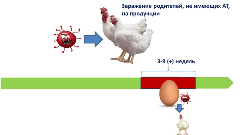 Трансовариальная передача вируса при инфицировании родительского стада.