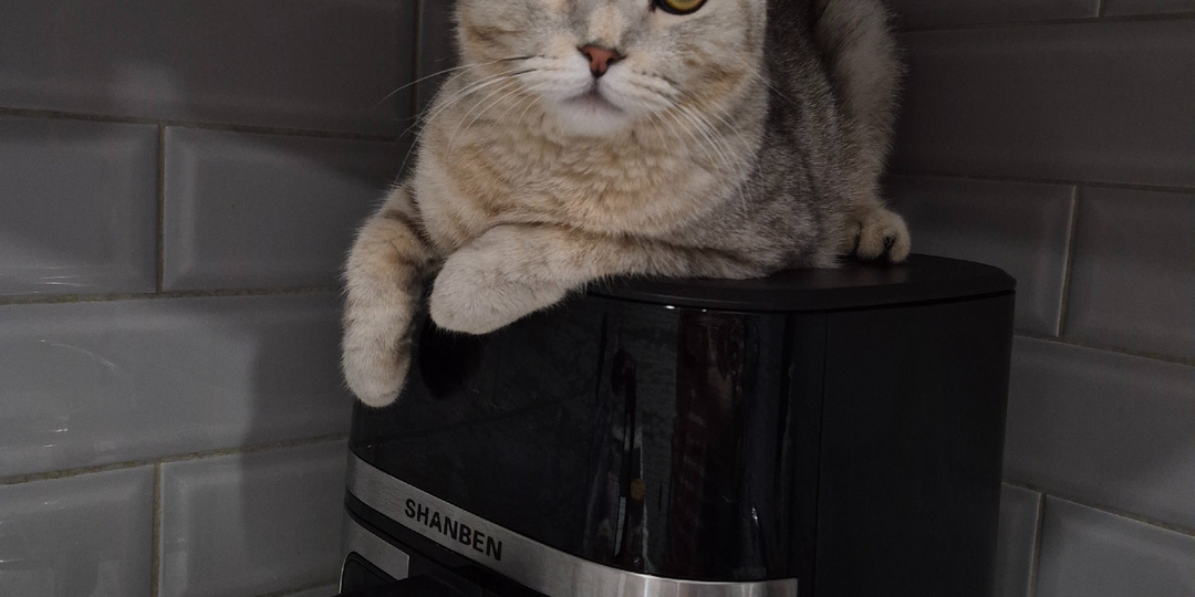 5 признаков избалованной кошки