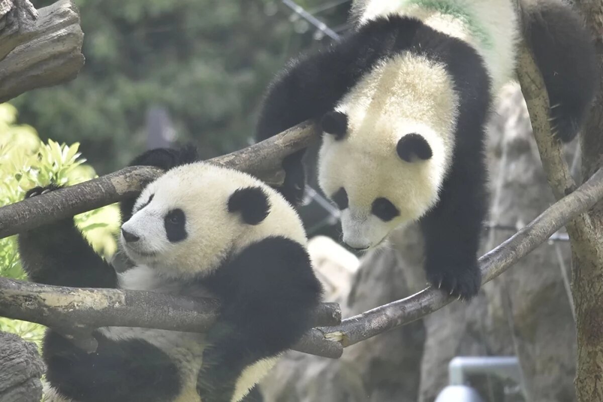    2 последние панды вернутся в КНР из Японии из-за разногласий между странами