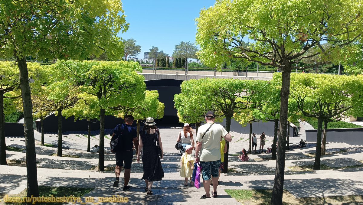 "Амфитеатр". Между сидений посажен болотный дуб