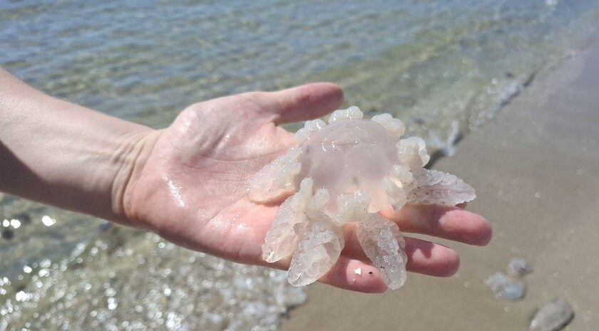 Фото: Запорожское агентство новостей